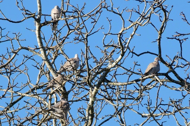 Eurasian Collared-Dove - ML649175707