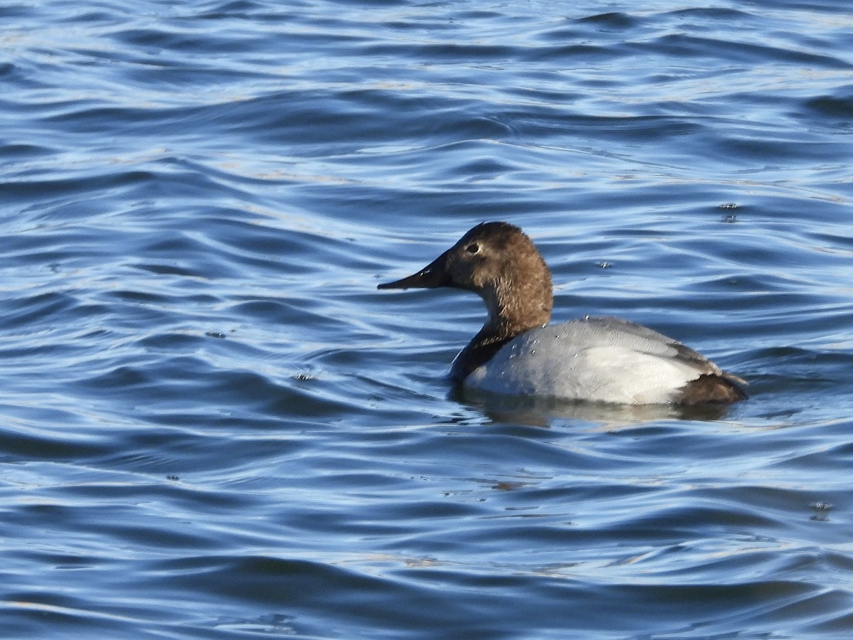 Canvasback - ML649176059