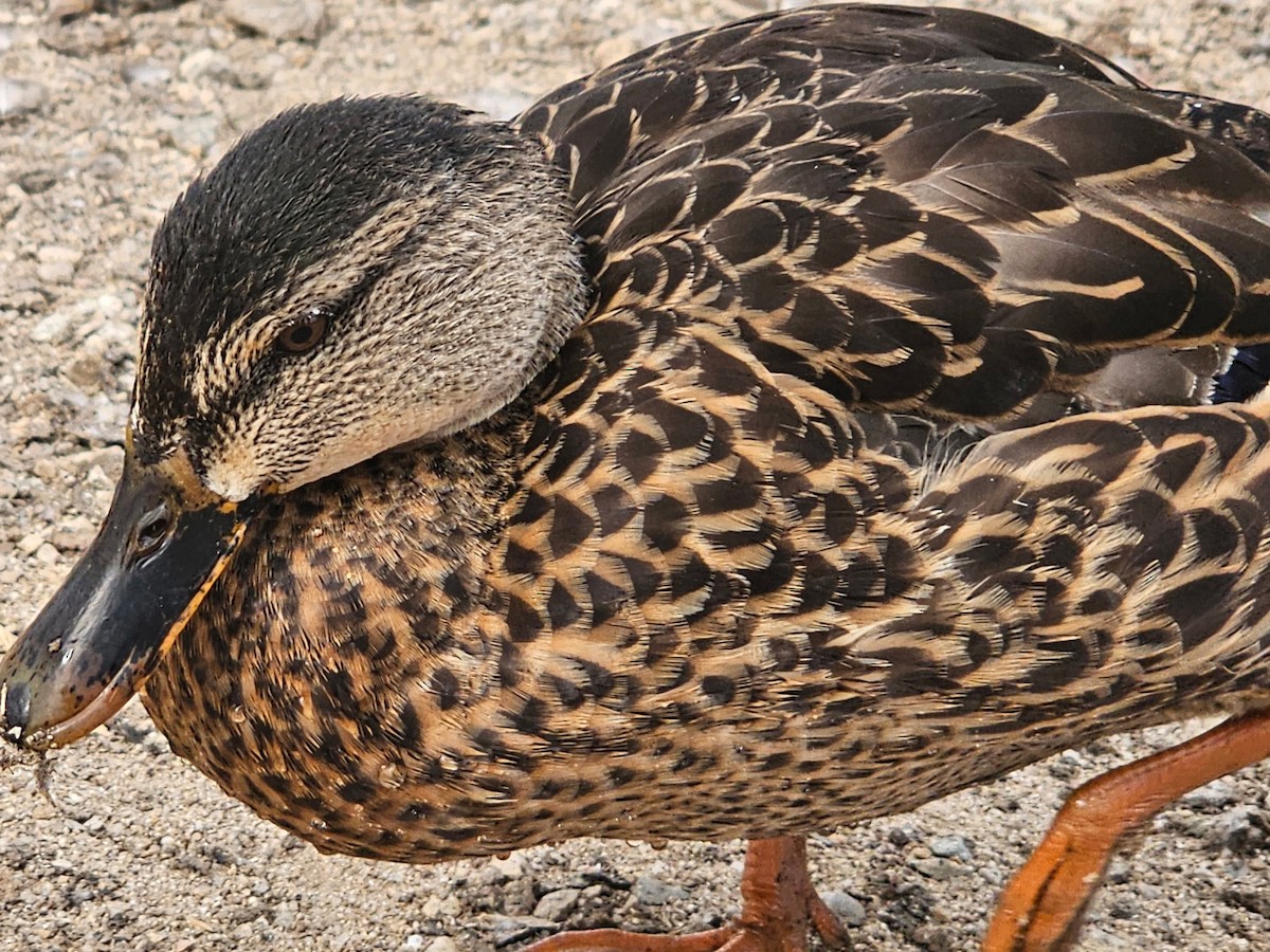 Basahatea - ML649176281