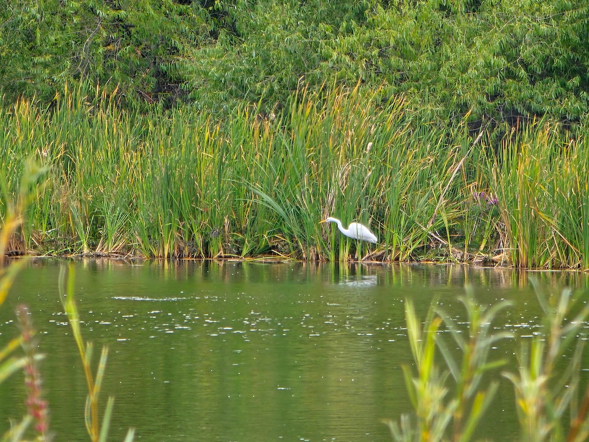 Koartza zuria - ML649176295