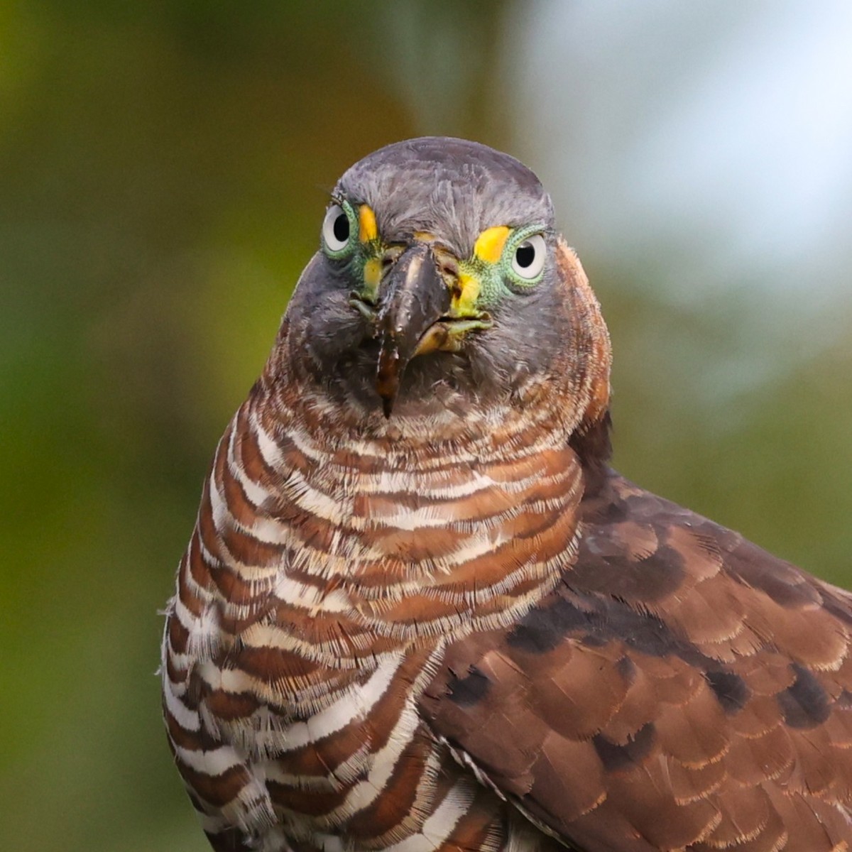 Hook-billed Kite (Hook-billed) - ML649176548