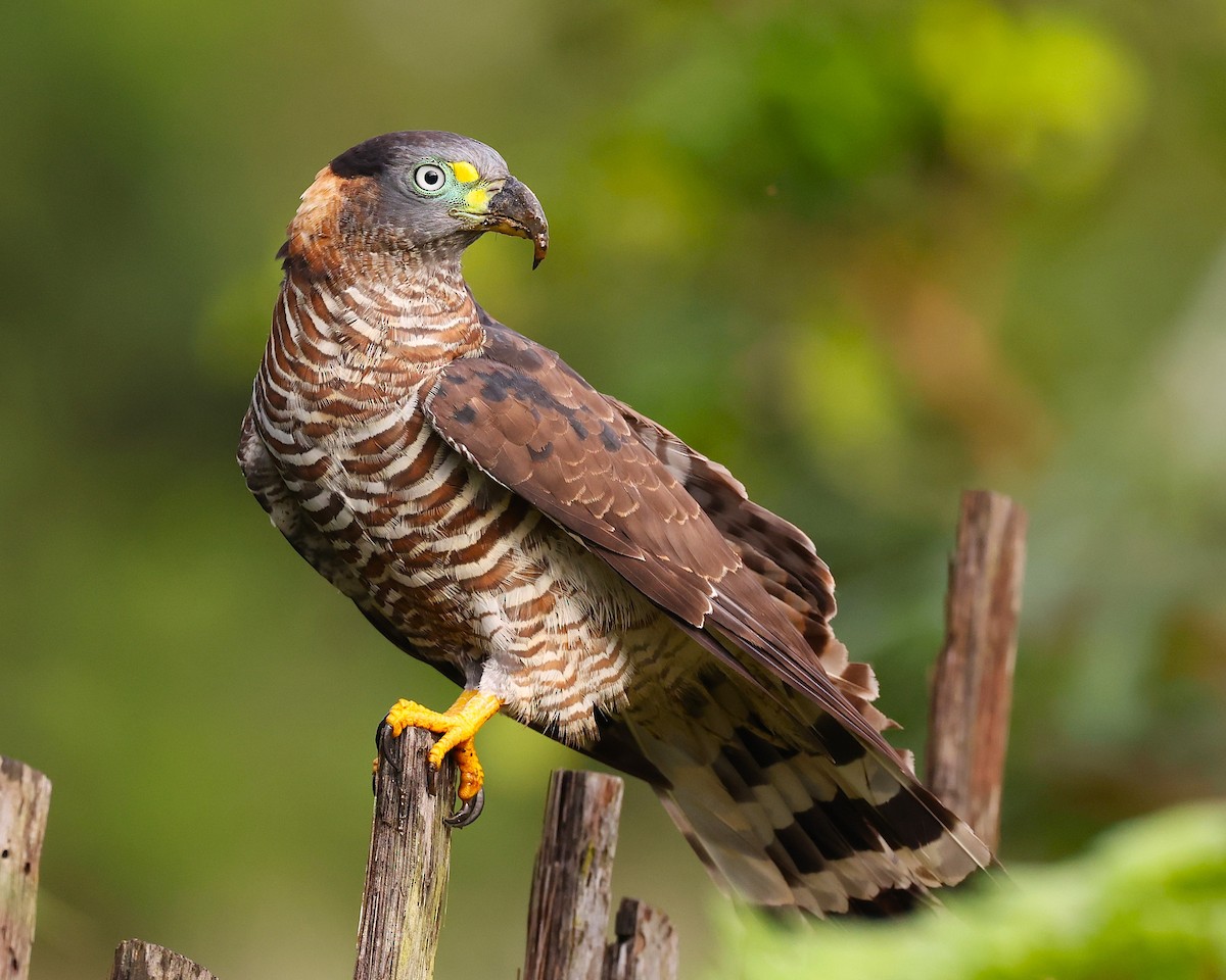 Hook-billed Kite (Hook-billed) - ML649176550