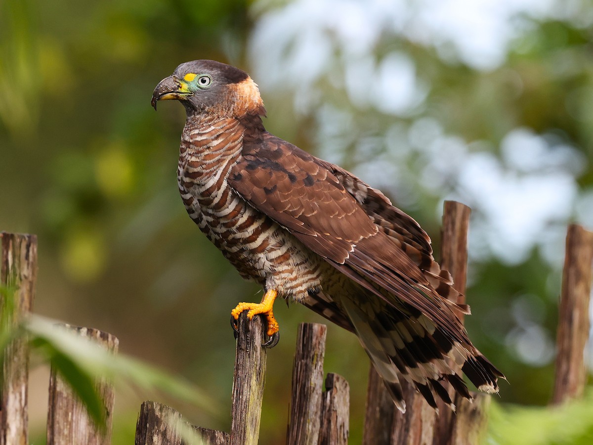 Hook-billed Kite (Hook-billed) - ML649176551