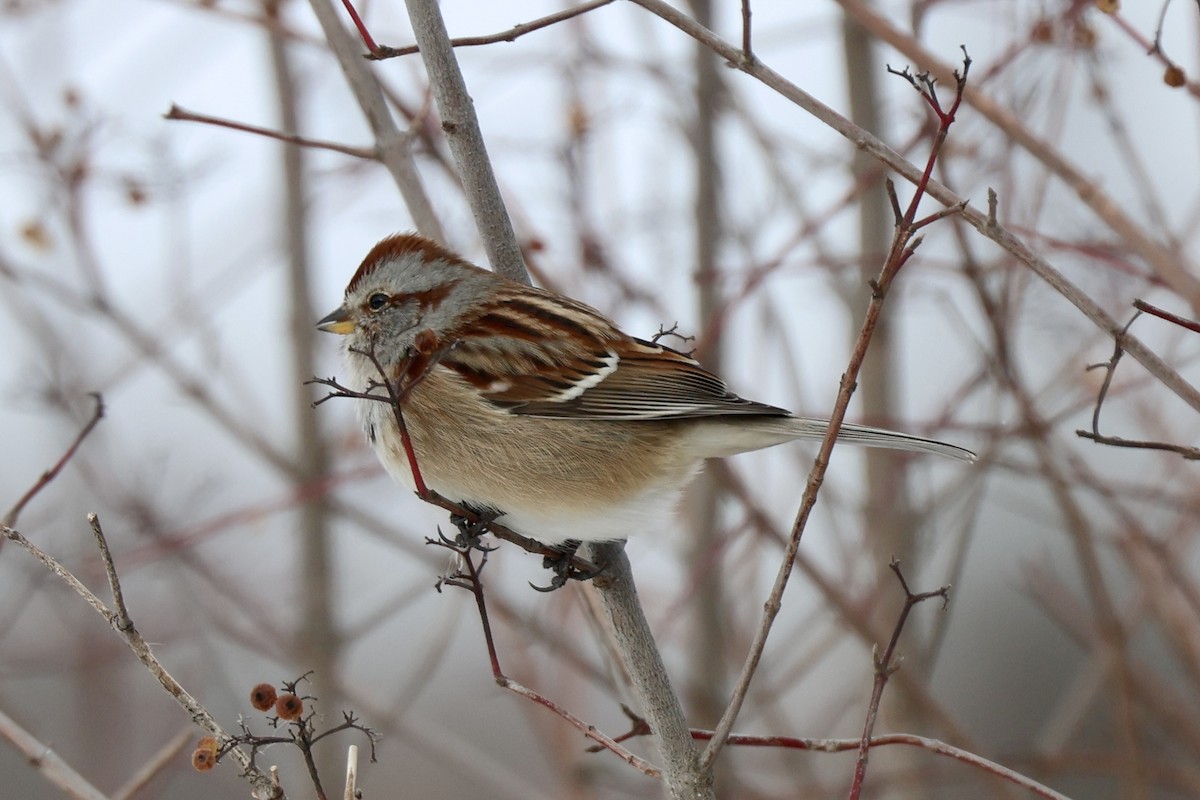 Chingolo Arbóreo - ML649176809