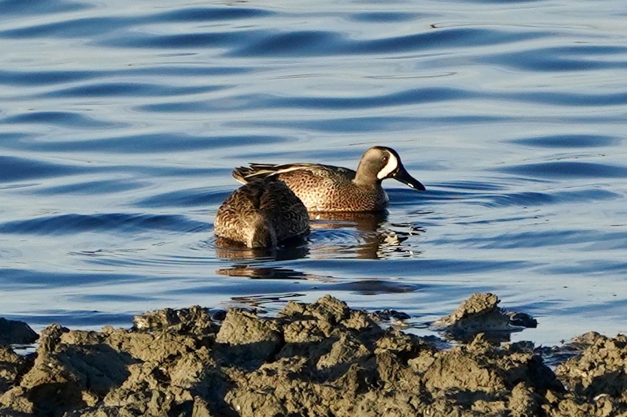 Blue-winged Teal - ML649177011