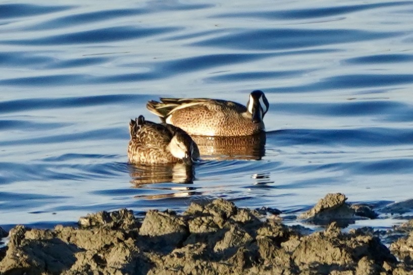 Blue-winged Teal - ML649177012