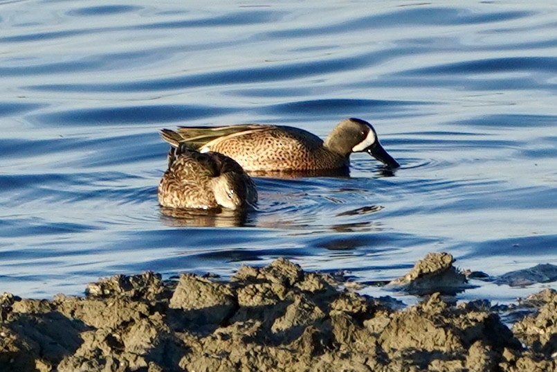 Blue-winged Teal - ML649177013