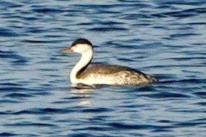 Clark's Grebe - ML649177035
