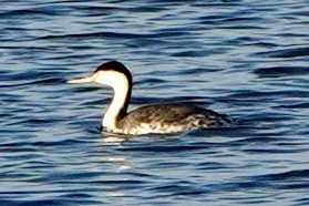 Clark's Grebe - ML649177036