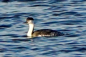 Clark's Grebe - ML649177037