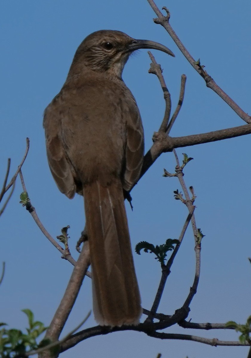 California Thrasher - ML649177060