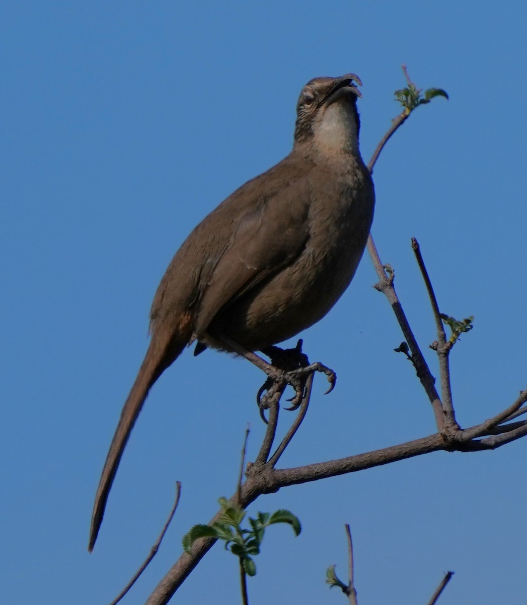 California Thrasher - ML649177061