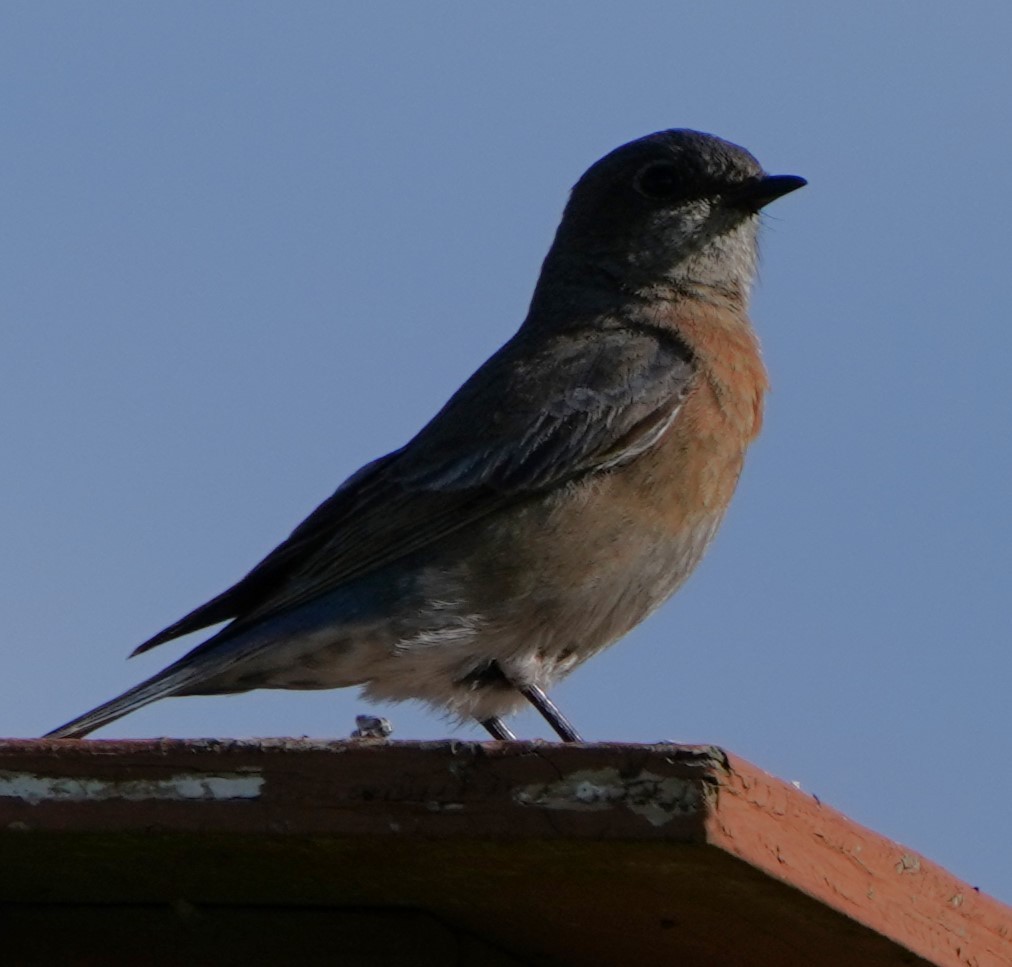 Western Bluebird - ML649177101