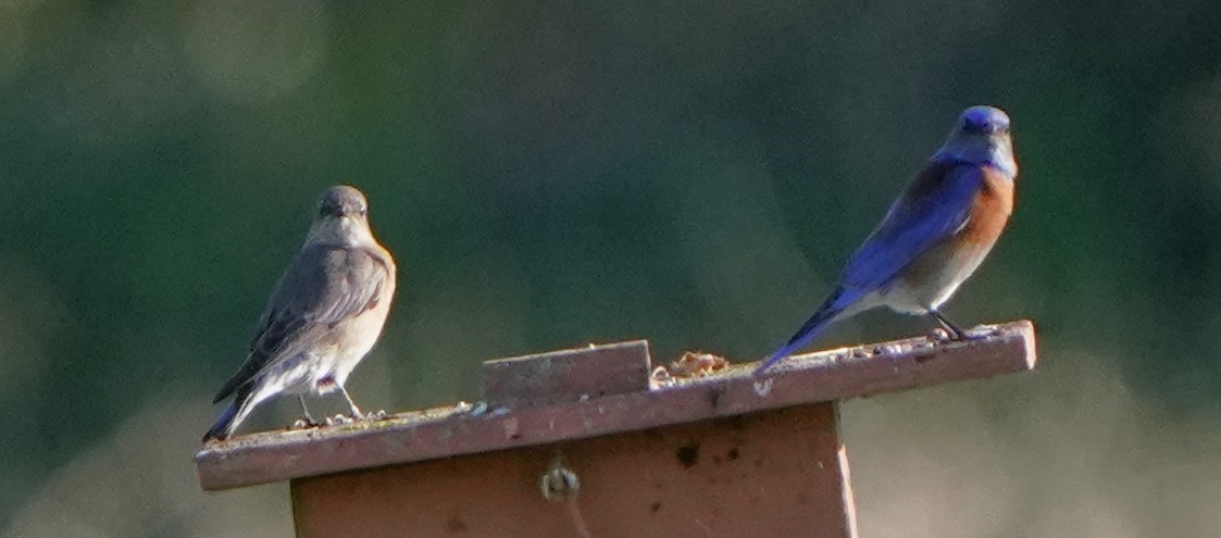 Western Bluebird - ML649177102