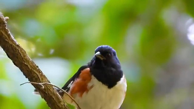 Eastern Towhee - ML649177104