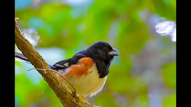 Eastern Towhee - ML649177105