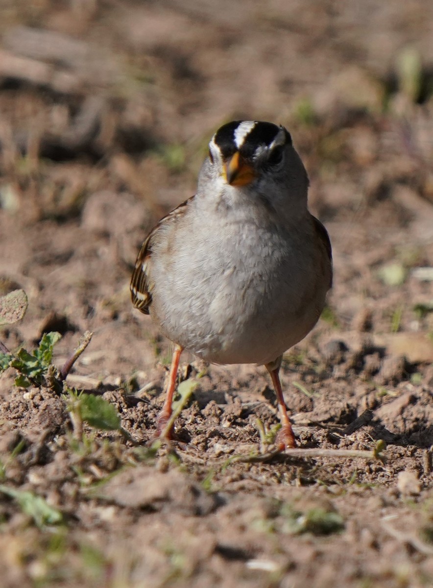 White-crowned Sparrow - ML649177133