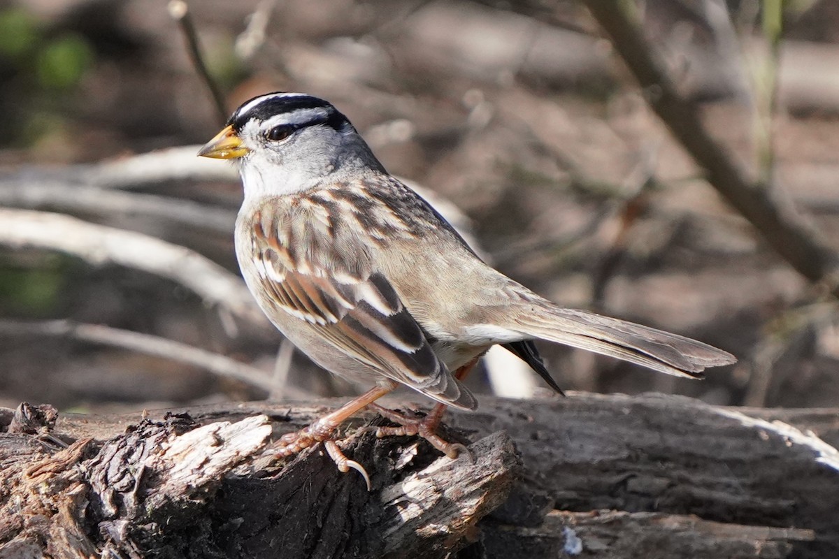 White-crowned Sparrow - ML649177134
