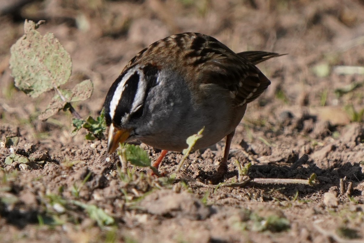 White-crowned Sparrow - ML649177135