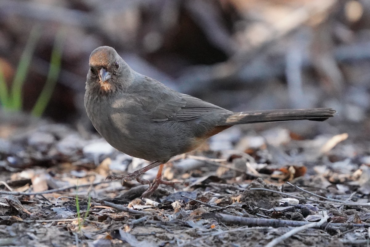 California Towhee - ML649177154