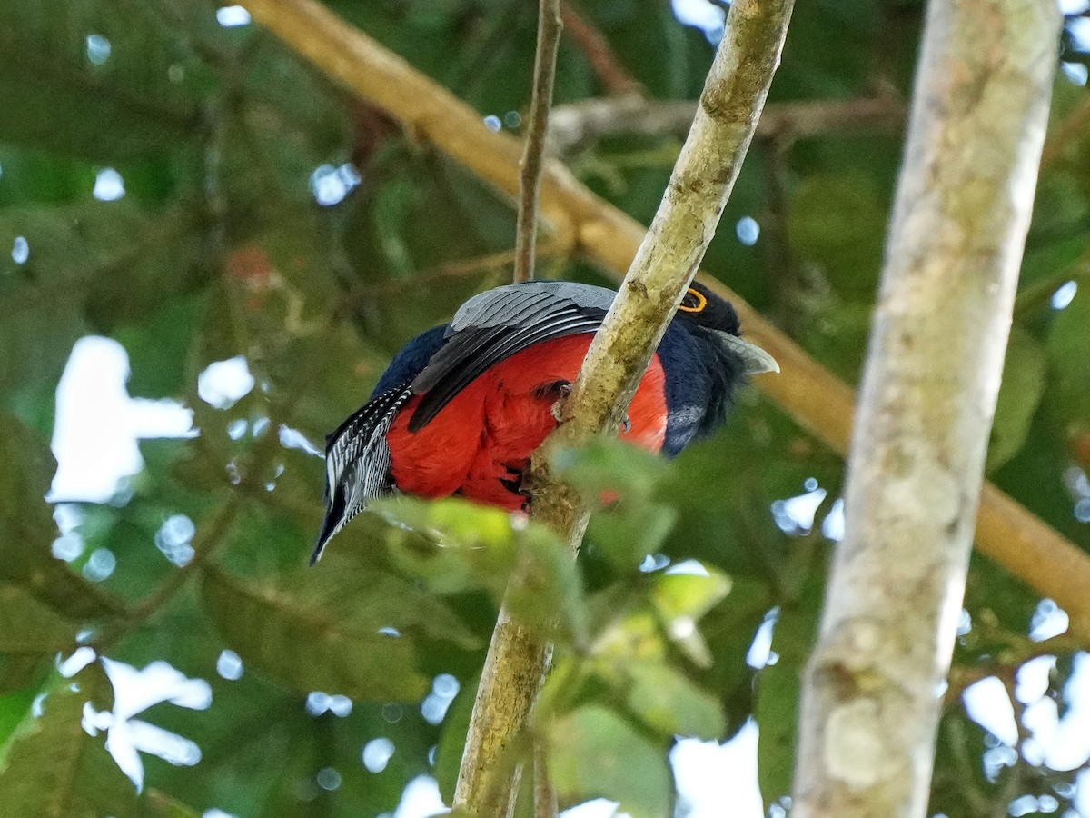 Blue-crowned Trogon - ML649177420