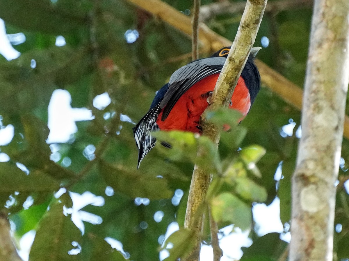 Blue-crowned Trogon - ML649177421