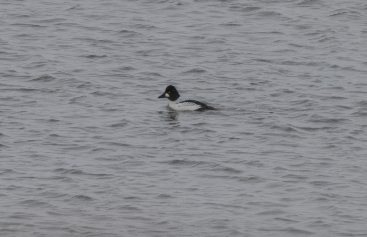 Garrot à oeil d'or - ML649177432