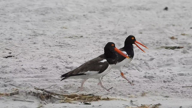 ústřičník americký - ML649177464