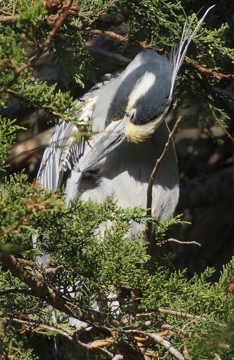 Yellow-crowned Night Heron - ML649177466