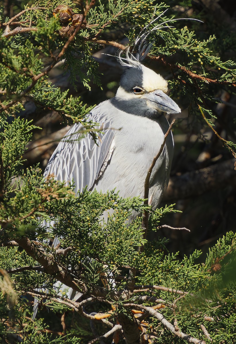 Yellow-crowned Night Heron - ML649177467