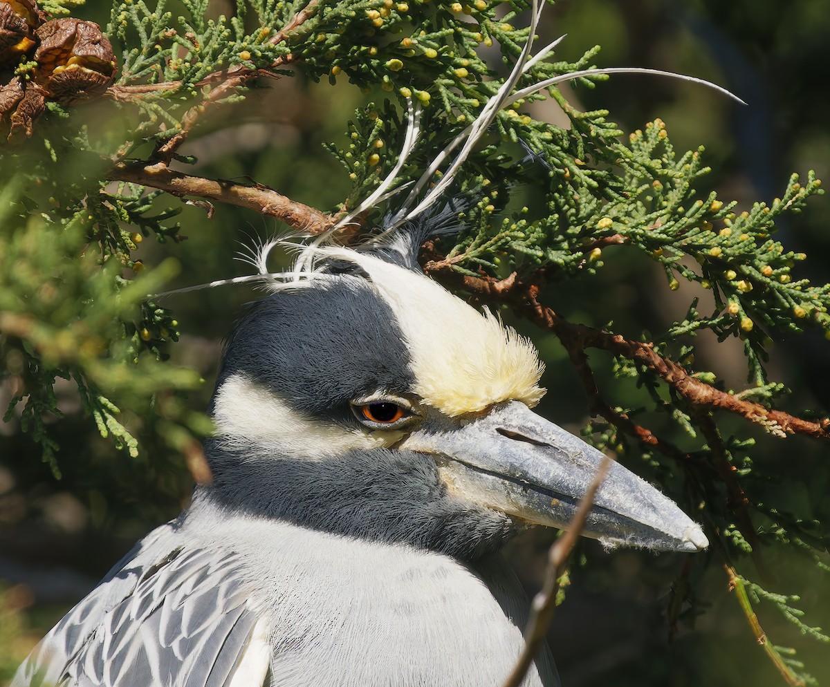 Yellow-crowned Night Heron - ML649177468