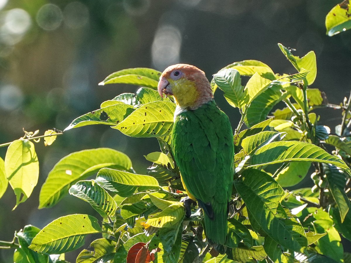 White-bellied Parrot - ML649177488