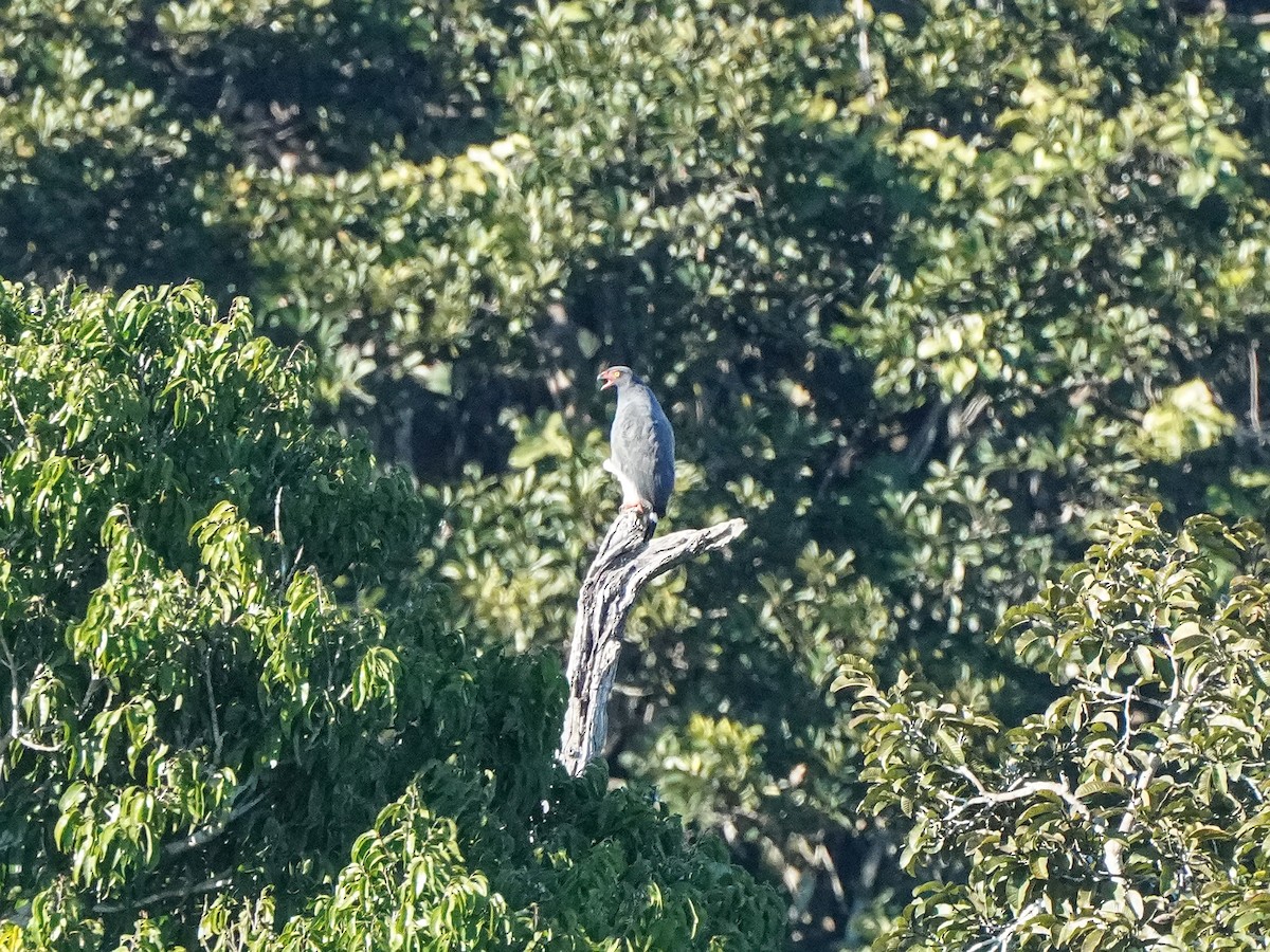 Slate-colored Hawk - ML649177527