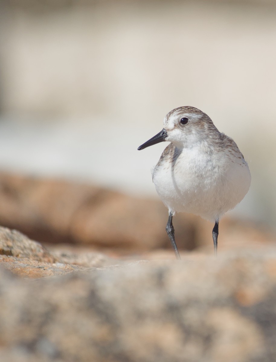 Semipalmated Sandpiper - ML649177545