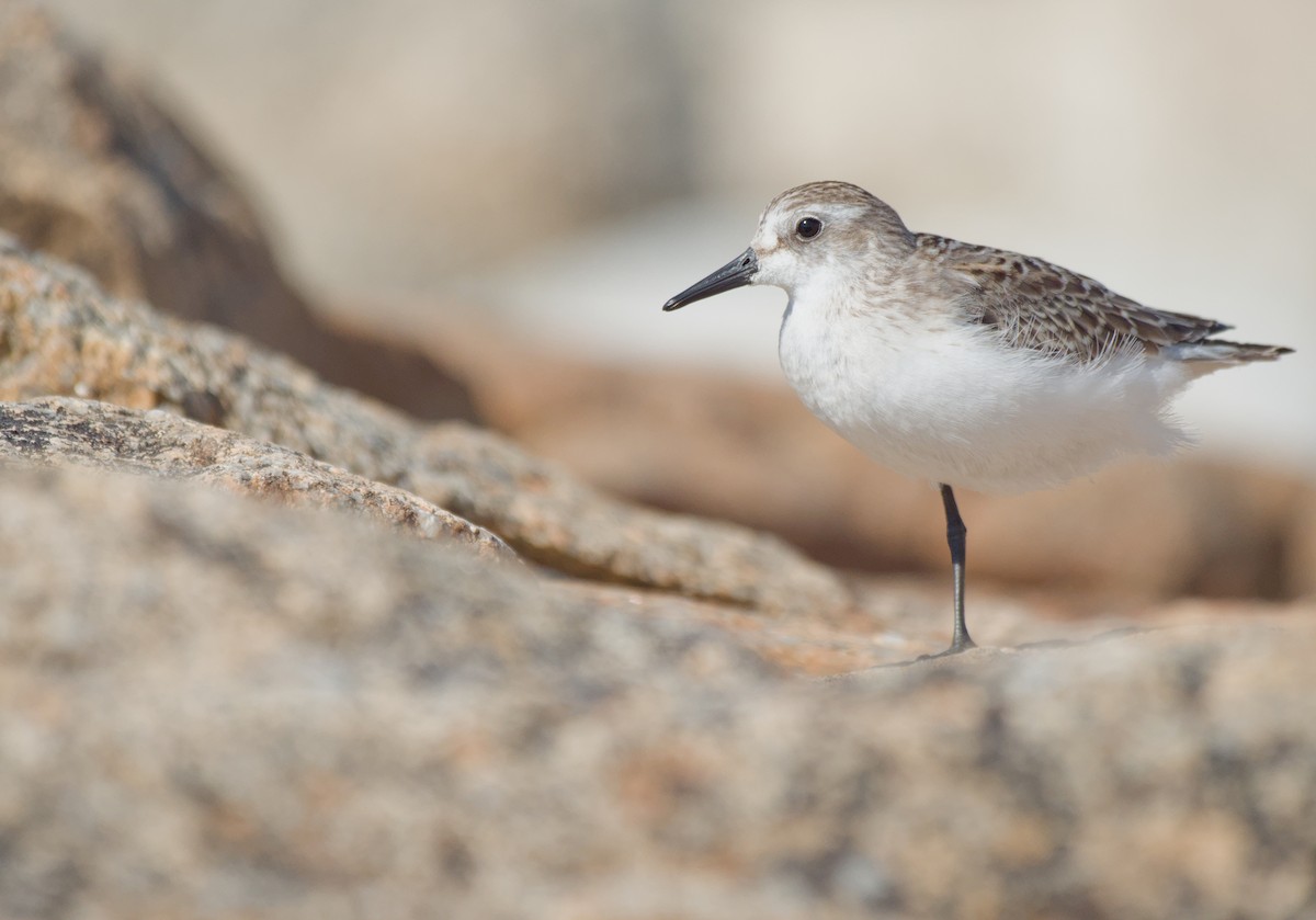 Semipalmated Sandpiper - ML649177546