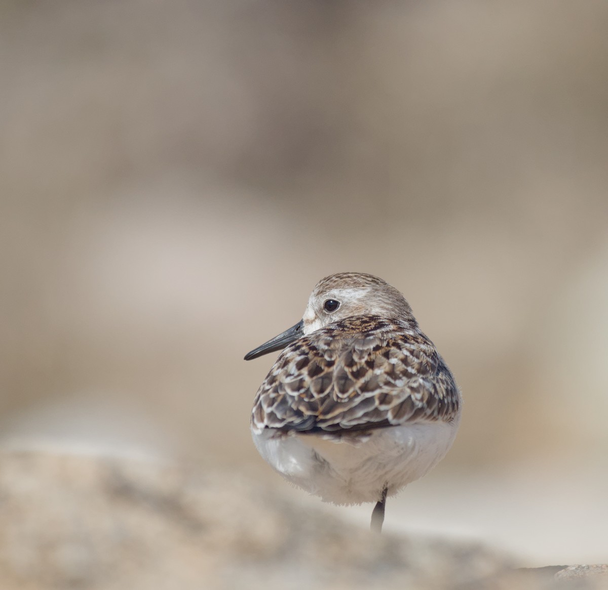 Semipalmated Sandpiper - ML649177547