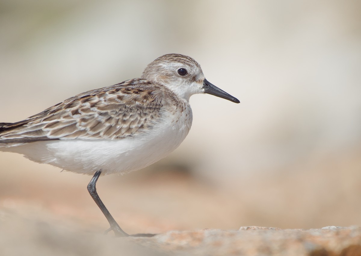 Semipalmated Sandpiper - ML649177549