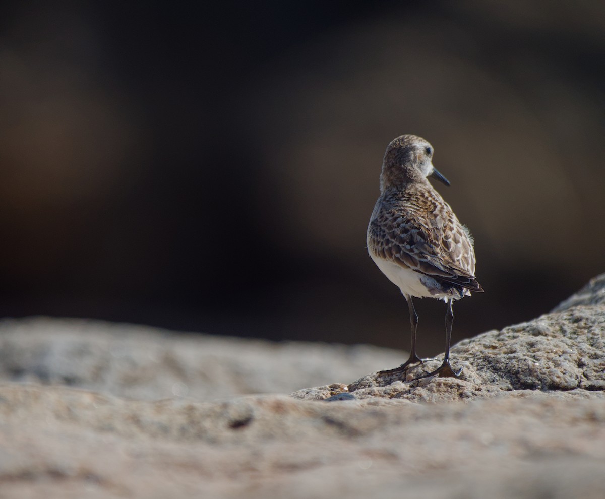 Semipalmated Sandpiper - ML649177550