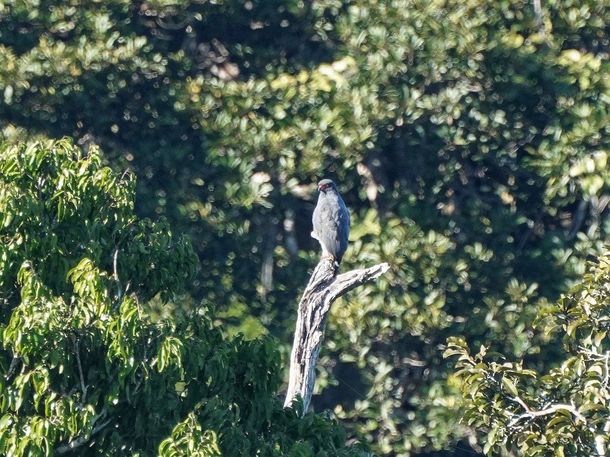 Slate-colored Hawk - ML649177554