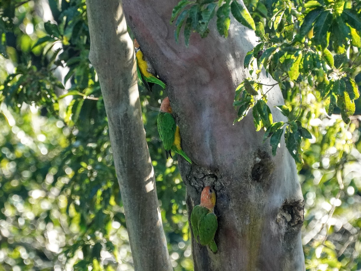 White-bellied Parrot - ML649177564