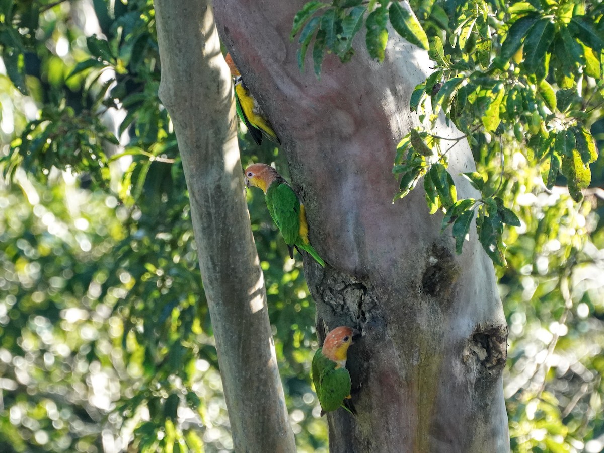 White-bellied Parrot - ML649177575