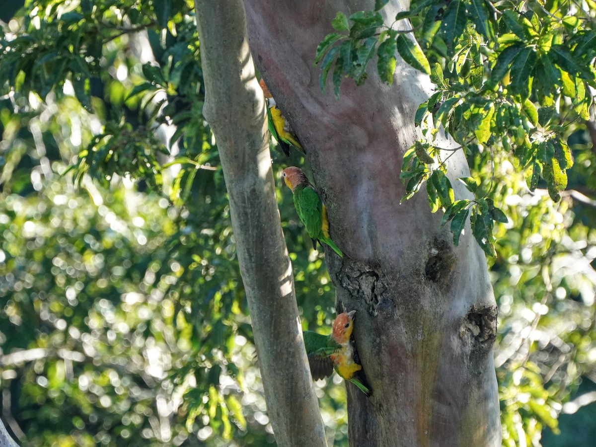 White-bellied Parrot - ML649177586