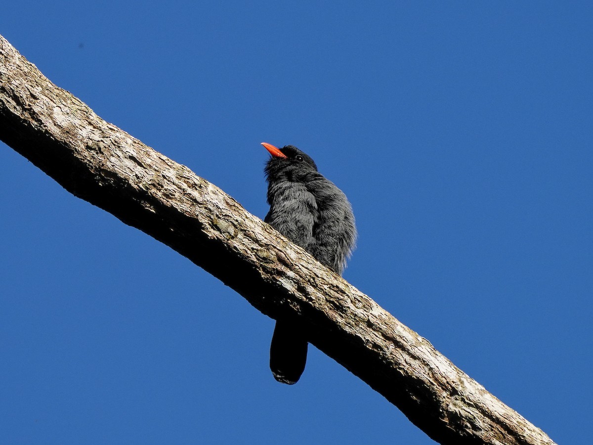 Black-fronted Nunbird - ML649177627