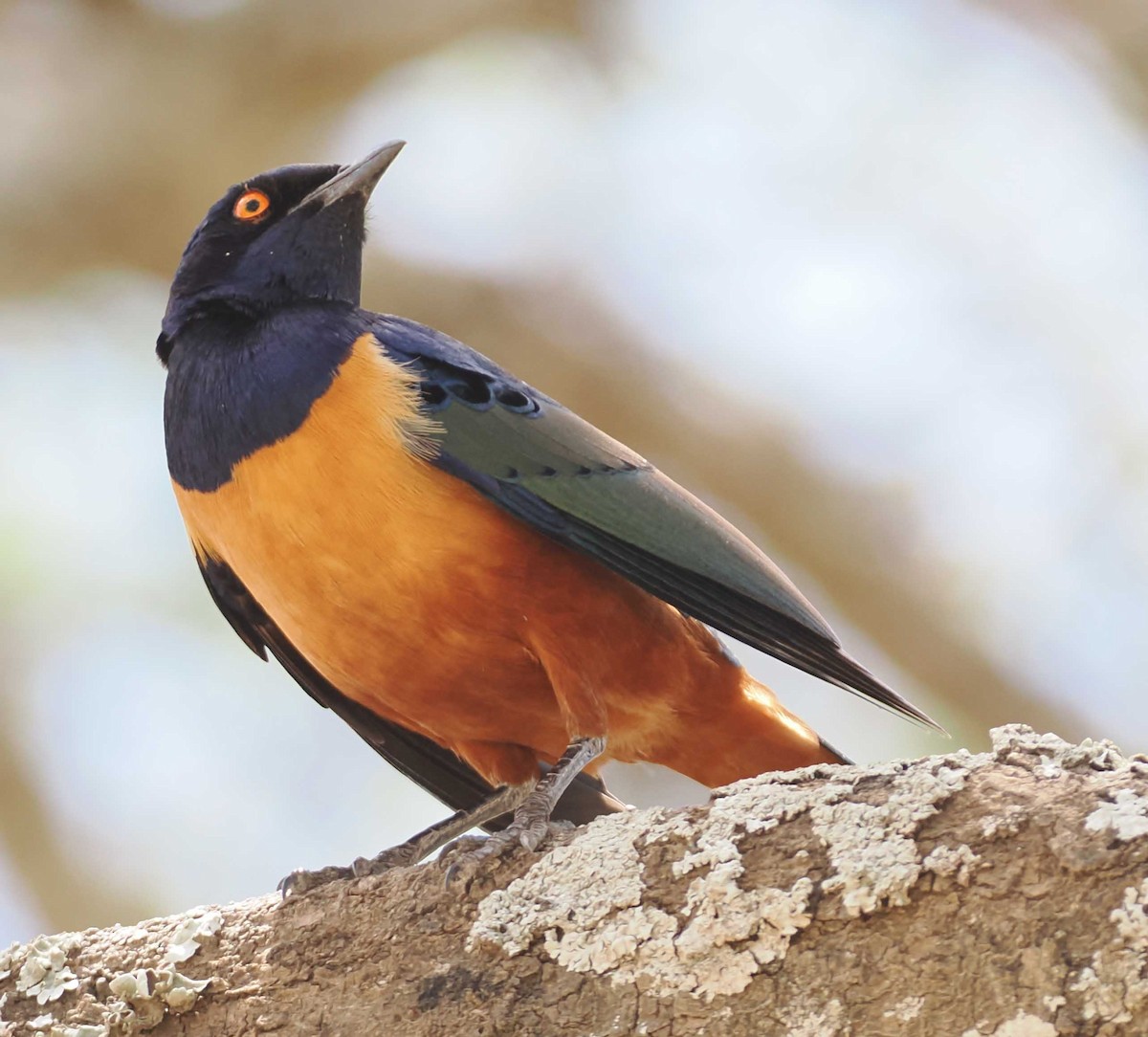 Hildebrandt's Starling - ML649177828
