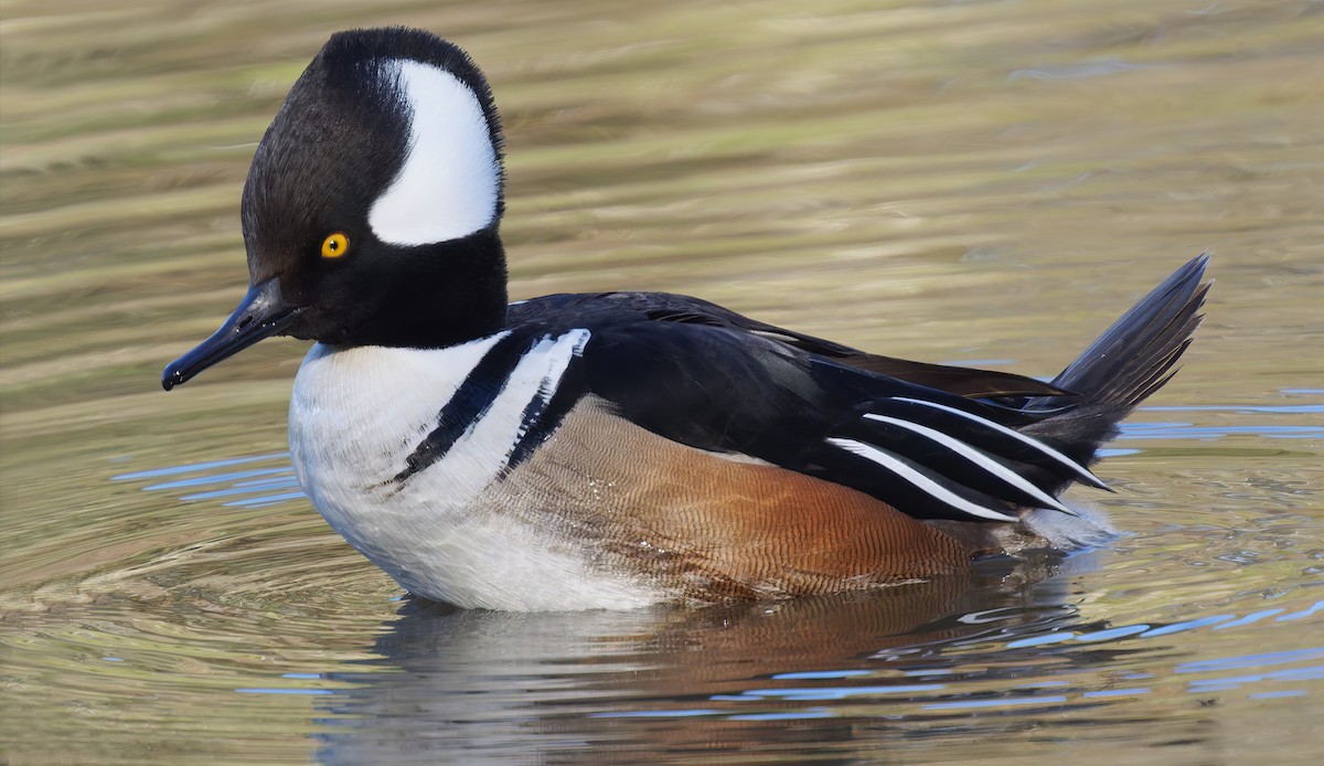 Hooded Merganser - ML649177830