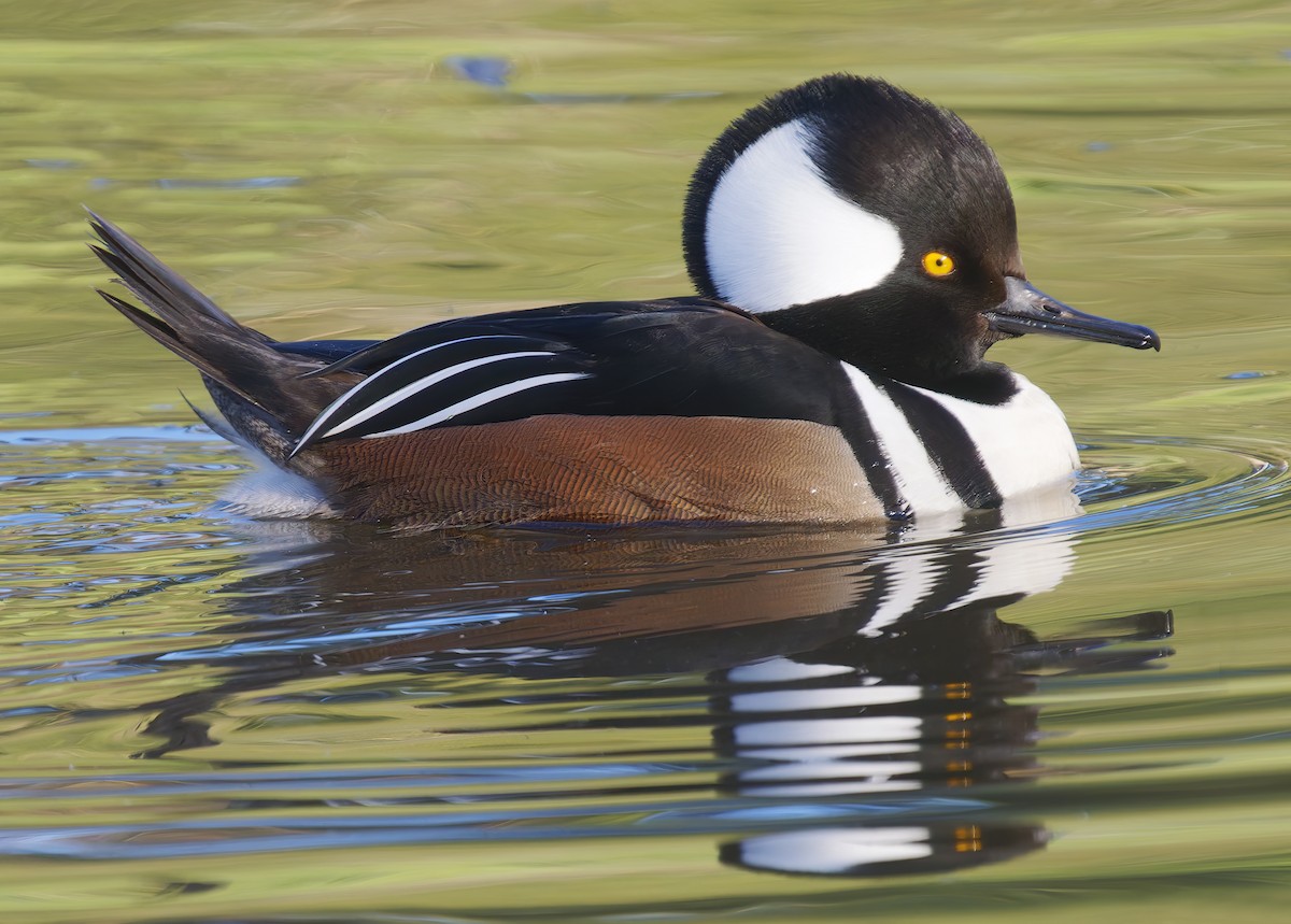 Hooded Merganser - ML649177831