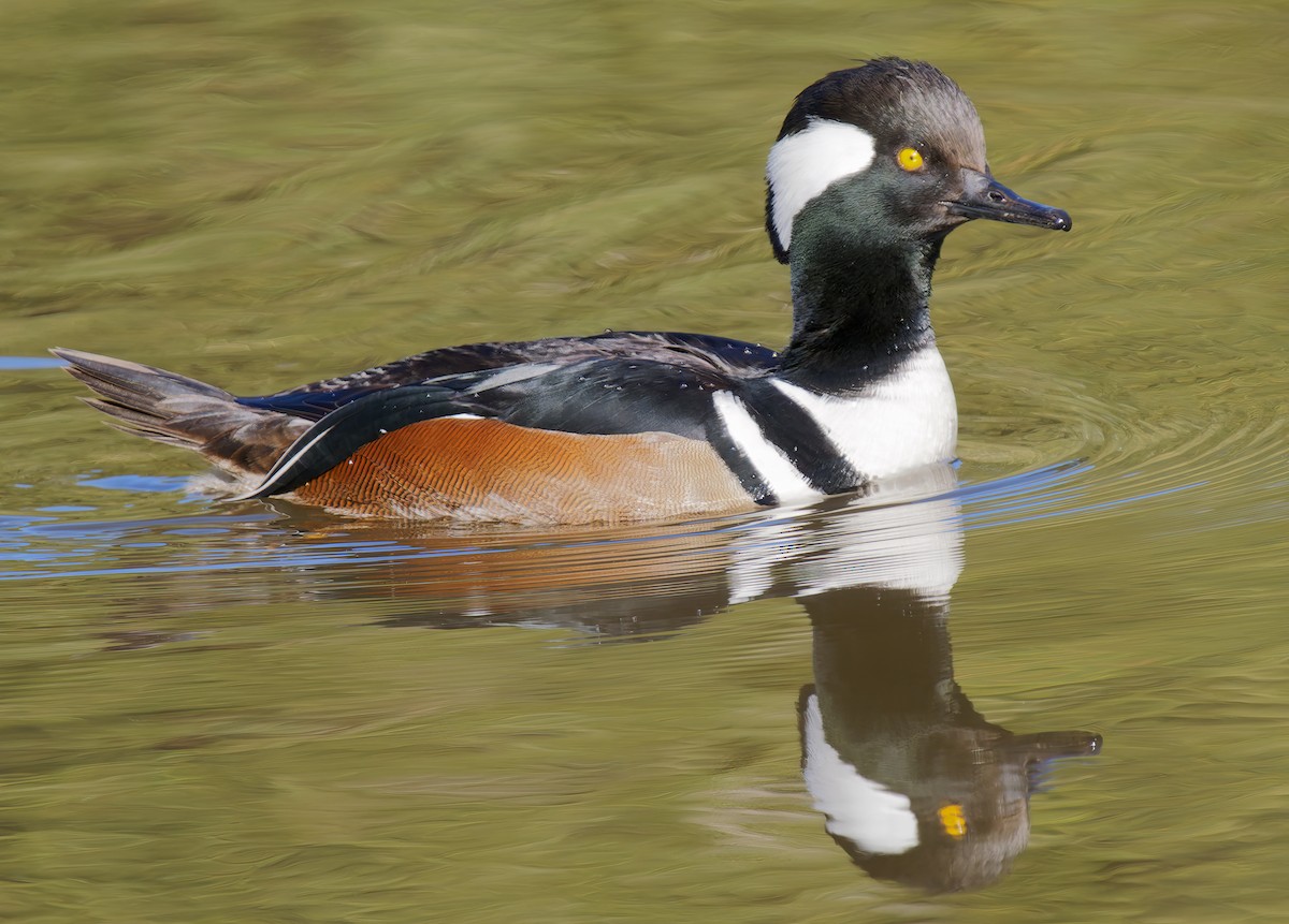 Hooded Merganser - ML649177856