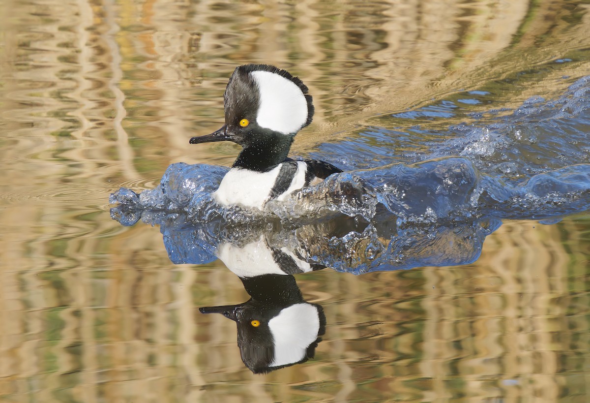 Hooded Merganser - ML649177857