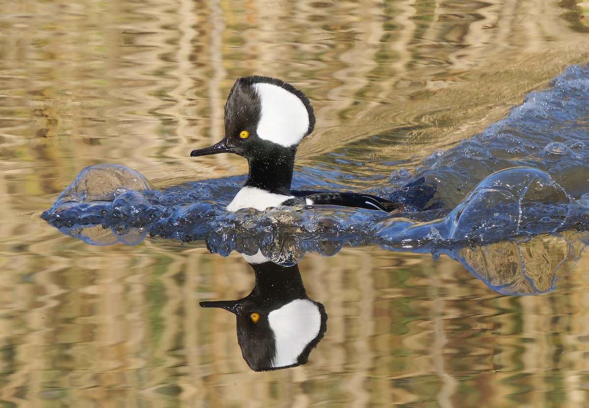 Hooded Merganser - ML649177858