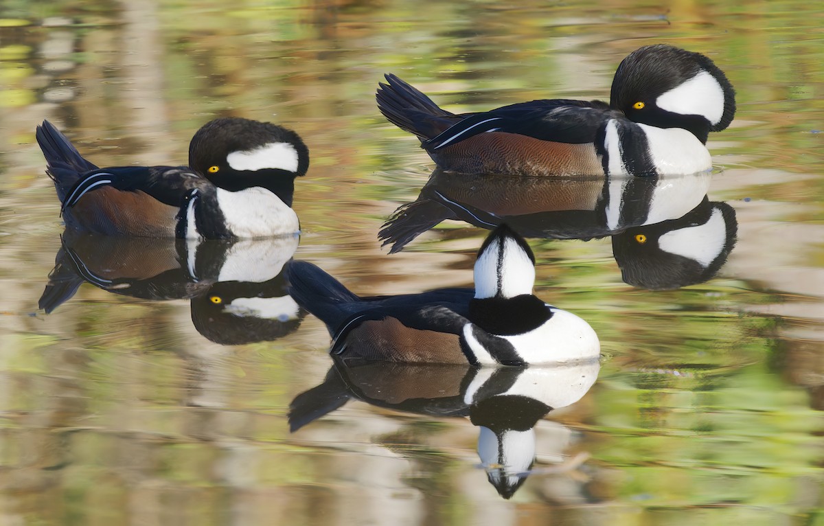 Hooded Merganser - ML649177867